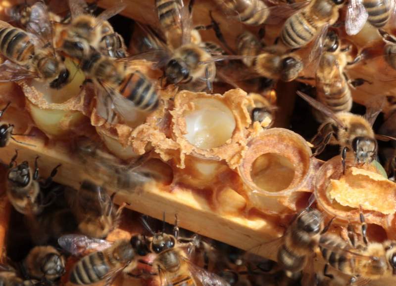 Мёд с пчелиным маточным молочком для всех